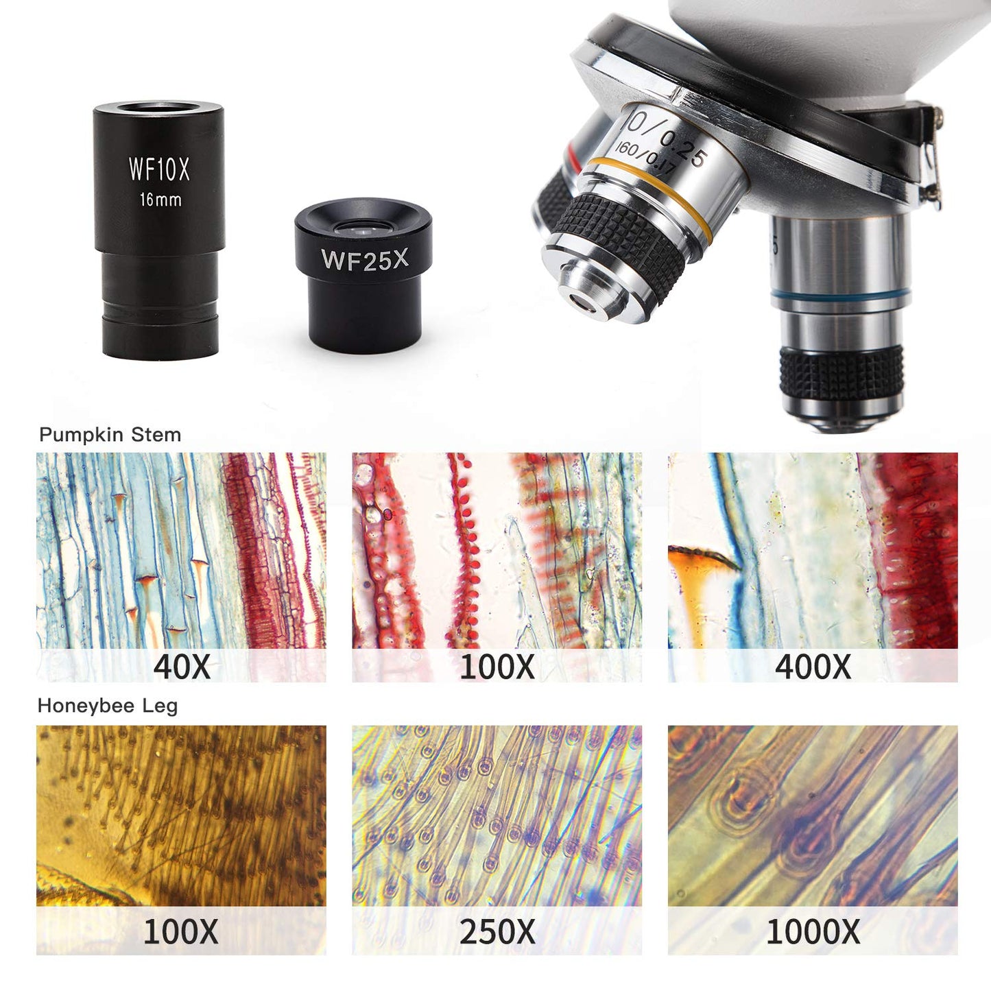 Mikroskooppi 40X-1000X